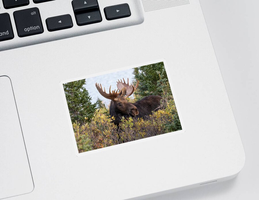 Moose Sticker featuring the photograph Bull Moose Stands Above the Foliage by Tony Hake