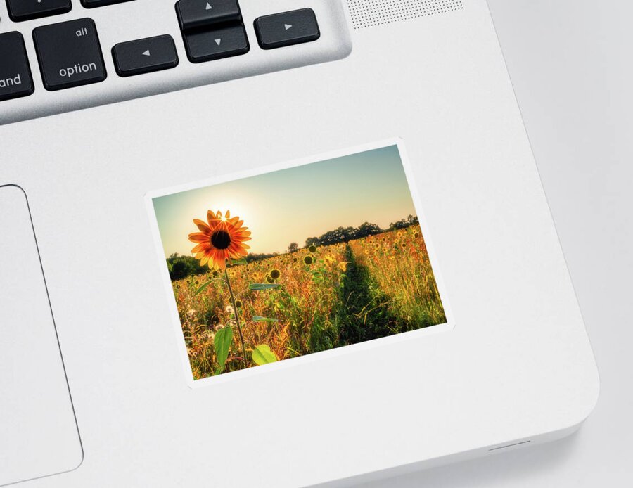 Sunflower Sticker featuring the photograph Bursting through Sunflowers by Framing Places