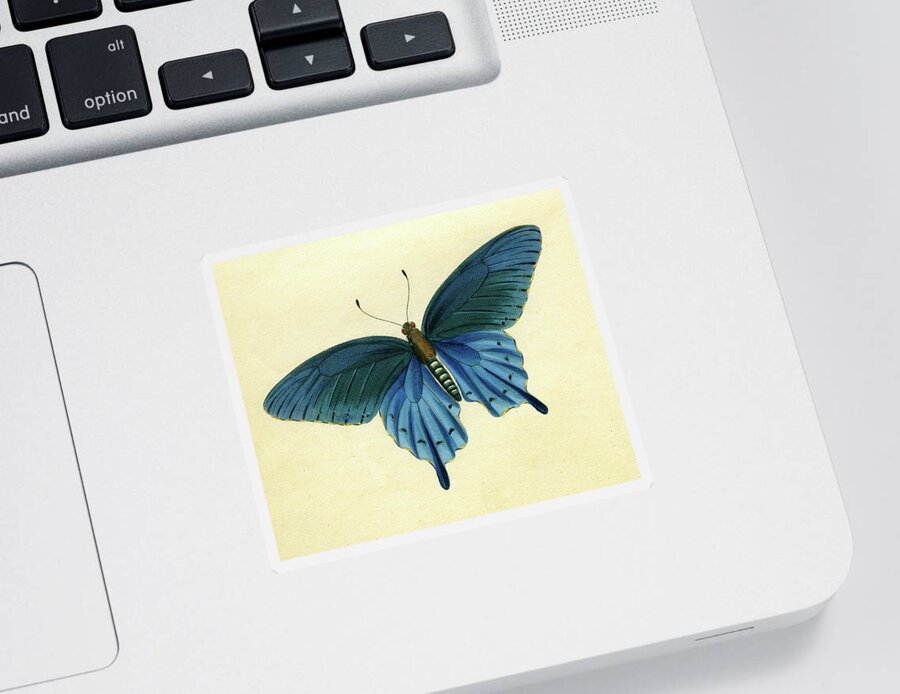 Entomology Sticker featuring the mixed media Butterflies detail - Papilio philenor by Unknown