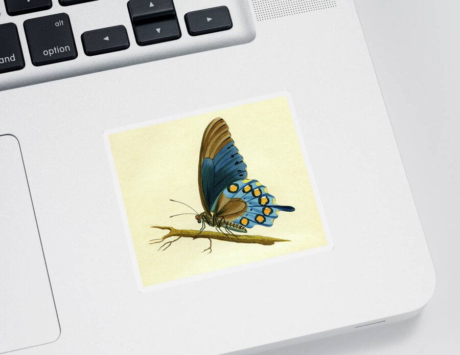 Entomology Sticker featuring the mixed media butterfy detail - Papilio Philenor by Unknown