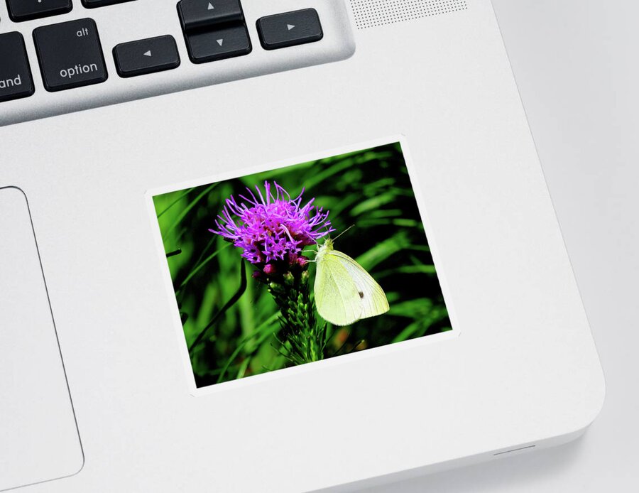 Cabbage White Butterfly Sticker featuring the photograph Cabbage White and Purple by Linda Stern