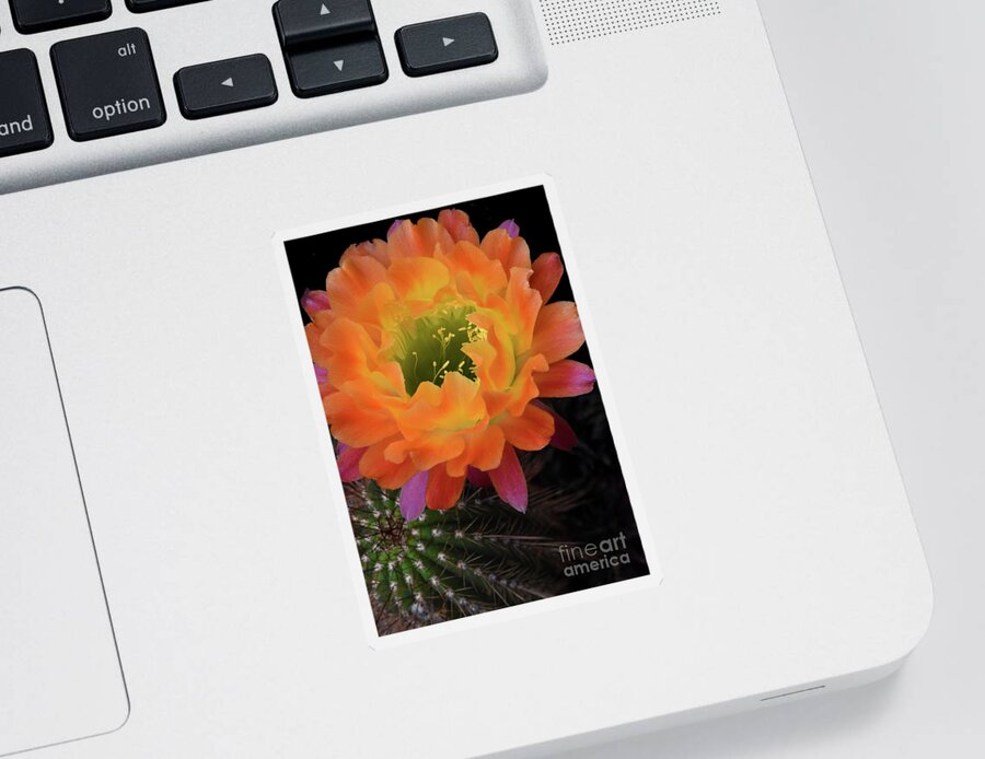 Cactus Sticker featuring the photograph Cactus Flower by Nancy Mueller