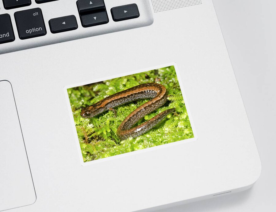 Animal Sticker featuring the photograph California Slender Salamander by Dante Fenolio