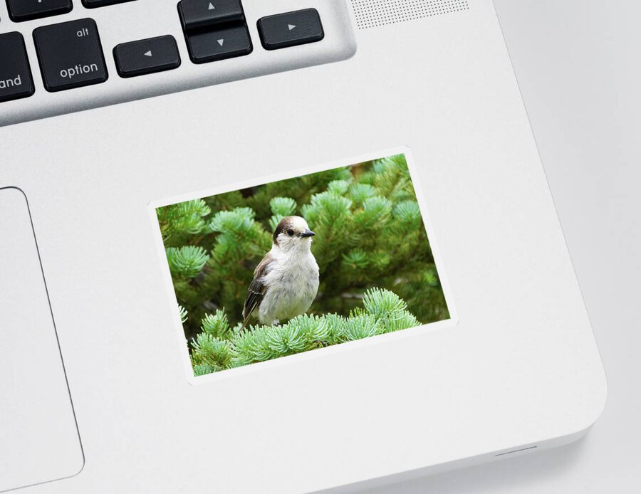 Jay Sticker featuring the photograph Camprobber - the Gray Jay by Steve Estvanik