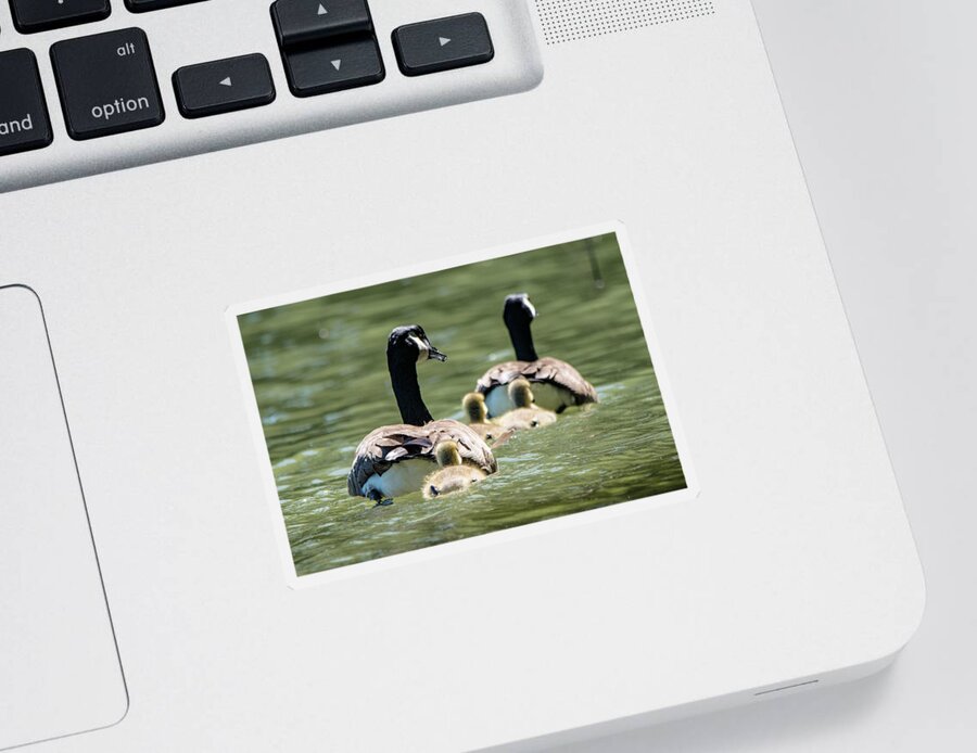 Goslings Sticker featuring the photograph Canada Goose Family Swim by Mary Ann Artz