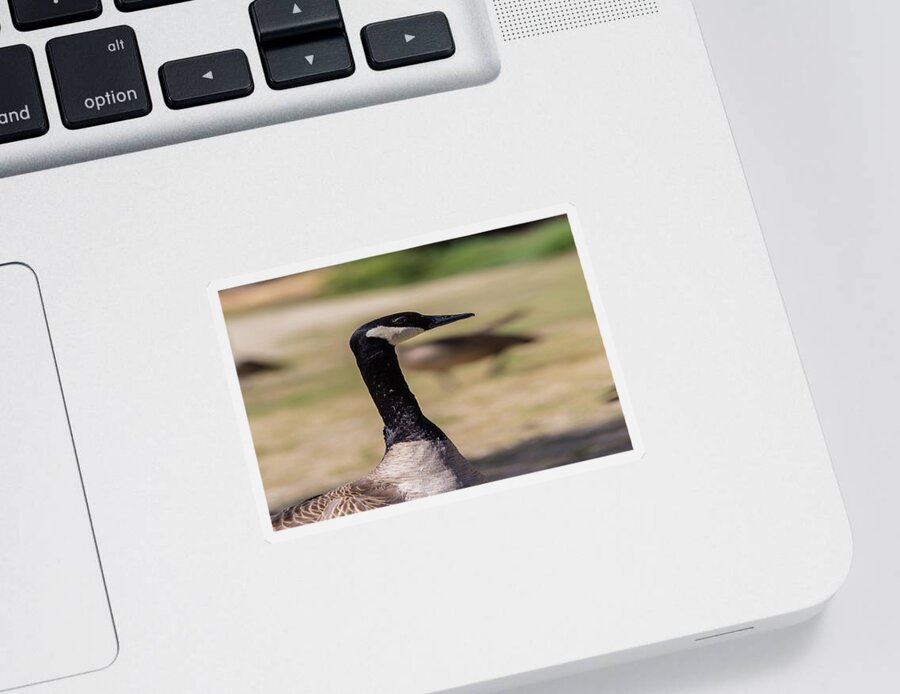 Lake Sticker featuring the photograph Canadian goose, Mississippi River State Park by Julieta Belmont