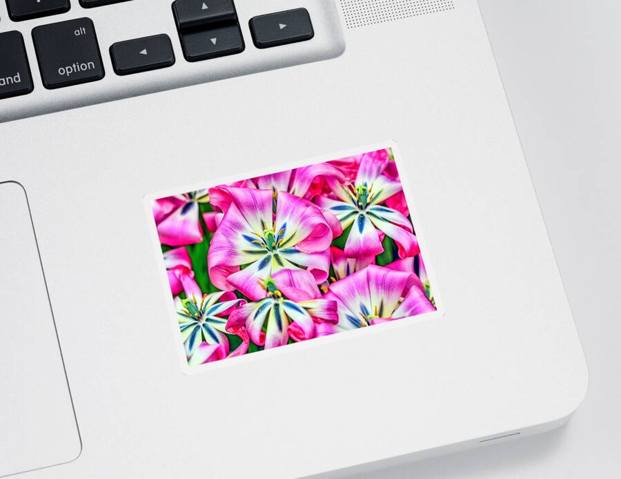 Keukenhof Sticker featuring the photograph Candy Pink Flowers by Nadia Sanowar