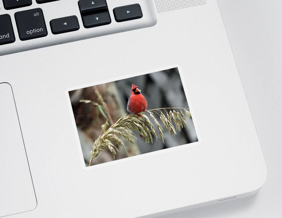 Cardinal Sticker featuring the photograph Cardinal Eating Seagrass by Lauri Novak