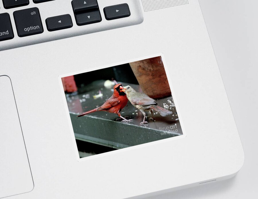 Female Northern Cardinal Sticker featuring the photograph Cardinal Love 2 by Patricia Youngquist
