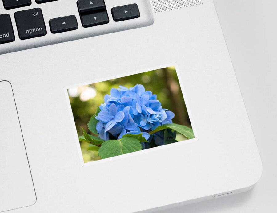 Blue Hydrangea Sticker featuring the photograph Carolina Blue Perfection by Mary Ann Artz