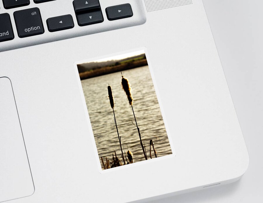 Agriculture Sticker featuring the photograph Cattails in the sun by Scott Lyons