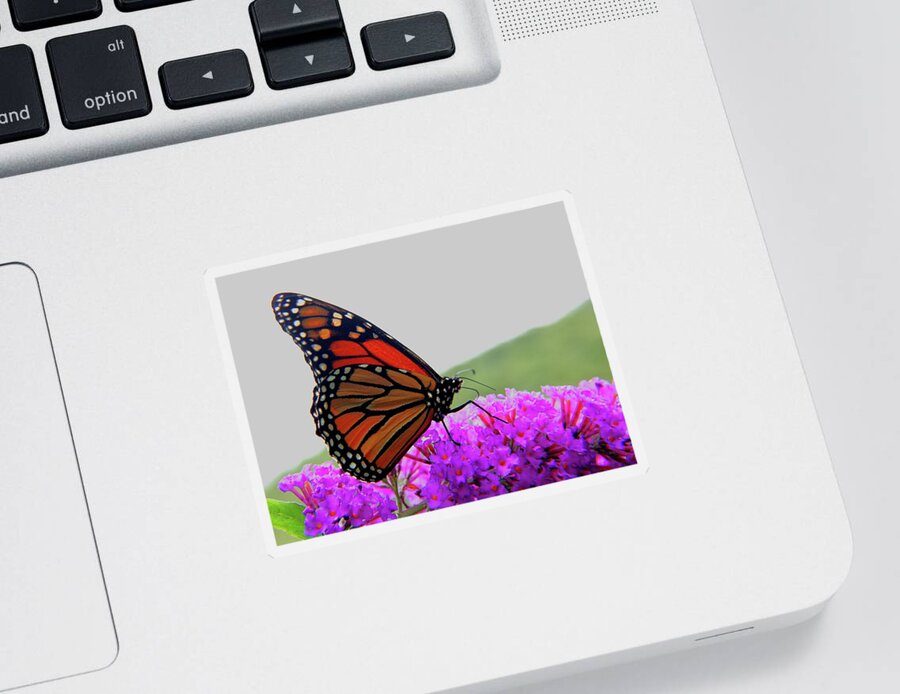 Butterfly Sticker featuring the photograph Celebrate Goodness by Allen Nice-Webb