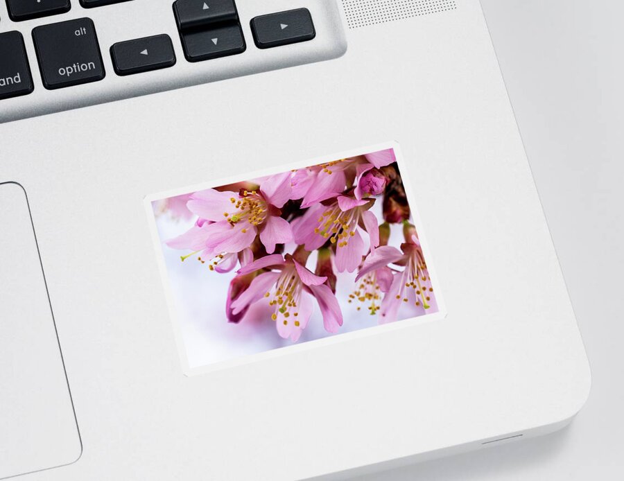 Cherry Blossoms Sticker featuring the photograph Cherry Blossom Macro by Mary Ann Artz