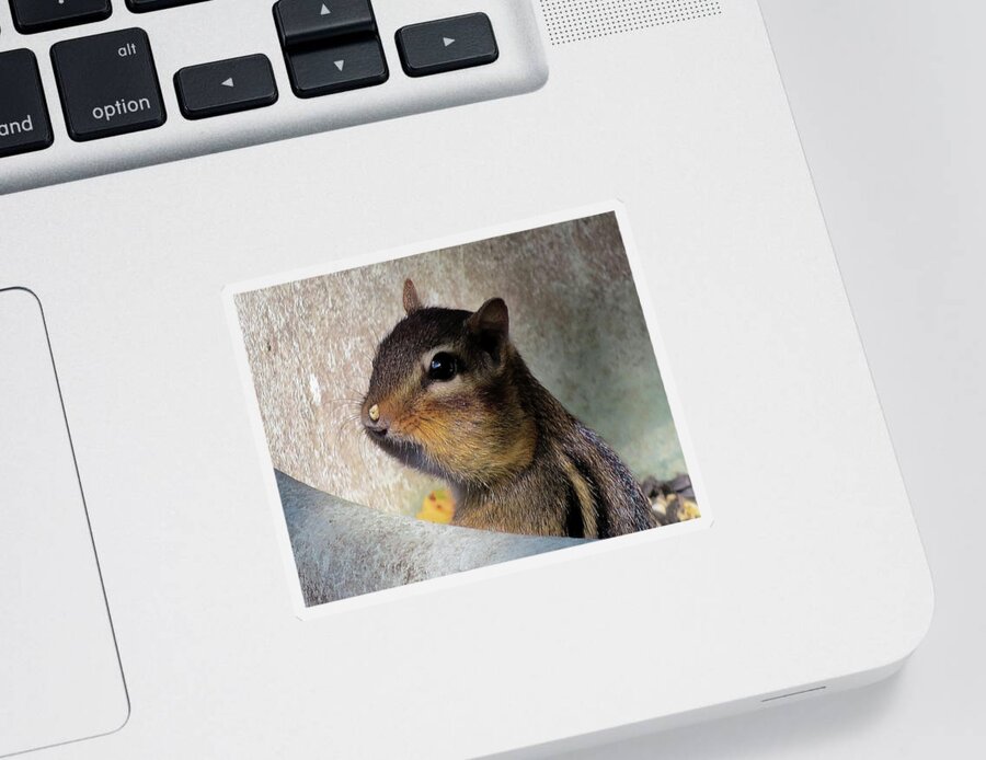 Chipmunk Sticker featuring the photograph Chipmunk Caught in the Act by Linda Stern