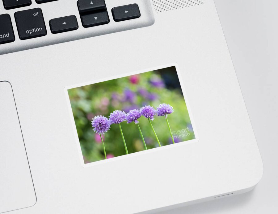 Allium Schoenoprasum Sticker featuring the photograph Chive Flowers by Tim Gainey