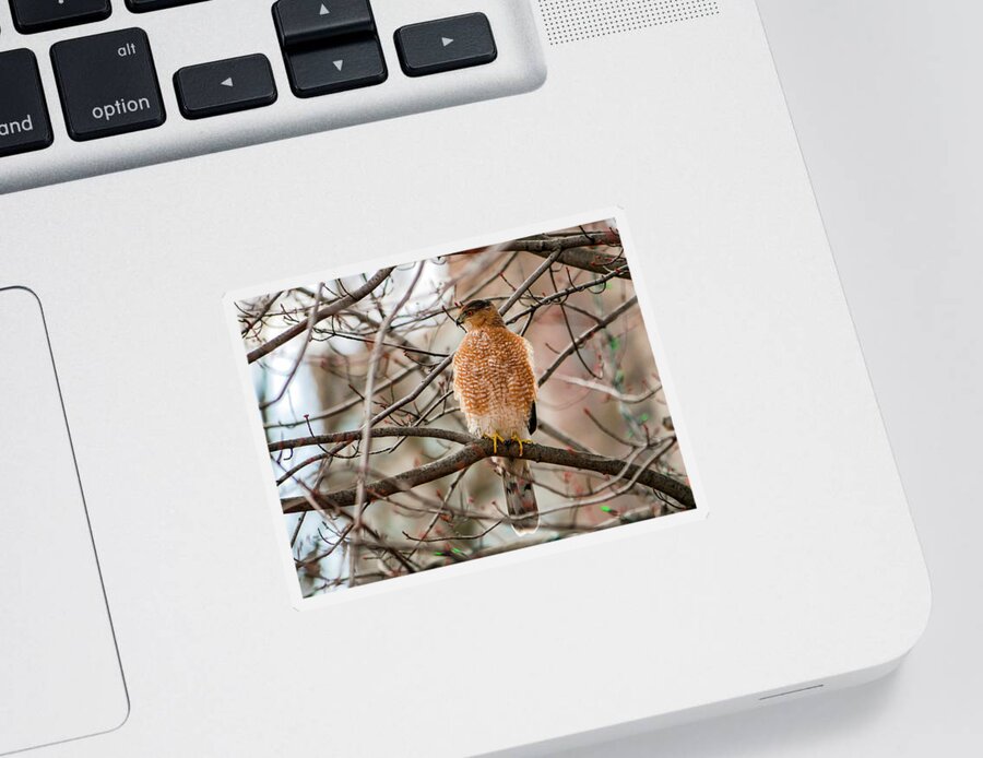 Accipiter Cooperii Sticker featuring the photograph Christmas Cooper's Hawk by Todd Bannor