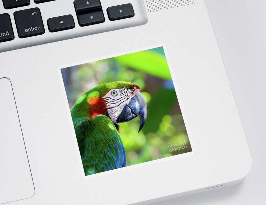 Ambient Light Sticker featuring the photograph Colorful Parrot in Bright Sunlight 2 by Liesl Walsh
