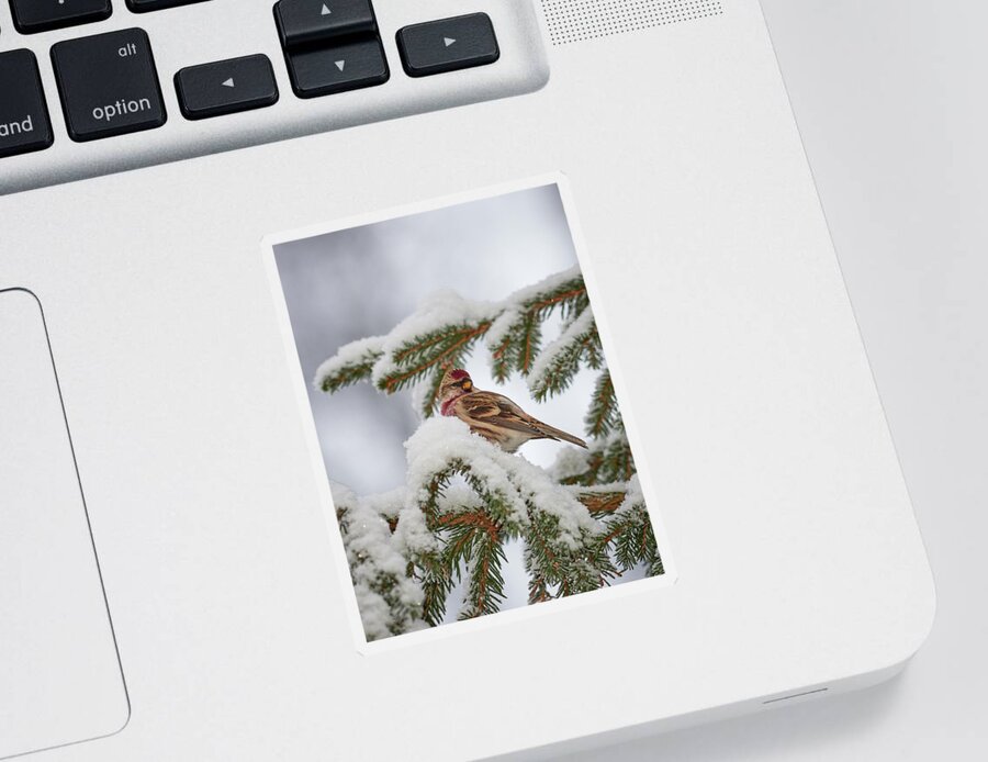 Acanthis Flammea Sticker featuring the photograph Common redpoll winter portrait by Jouko Lehto