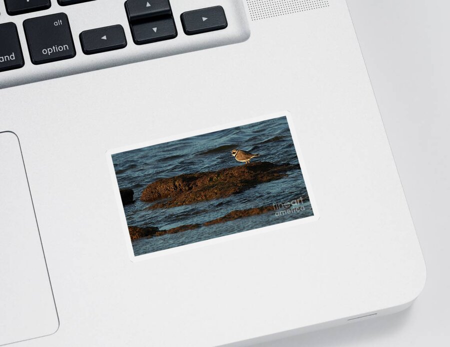 Outdoors Sticker featuring the photograph Common Ringed Plover Charadrius hiaticula La Caleta Beach Cadiz by Pablo Avanzini