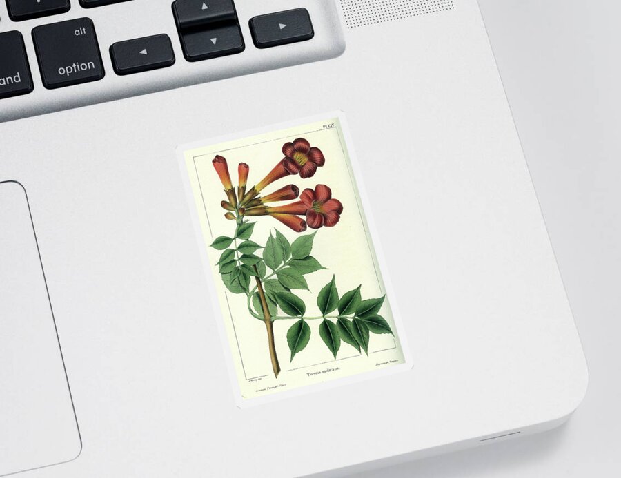 Common Trumpet Flower Sticker featuring the drawing Common Trumpet Flower by Unknown