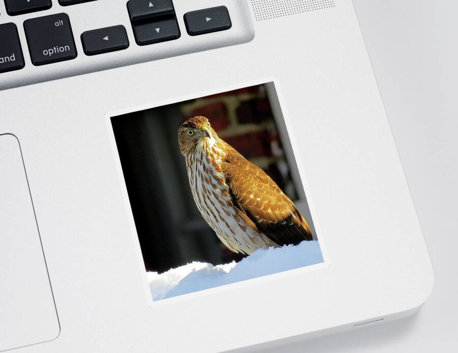 Cooper's Hawk Sticker featuring the photograph Cooper's Hawk in the Snow by Linda Stern
