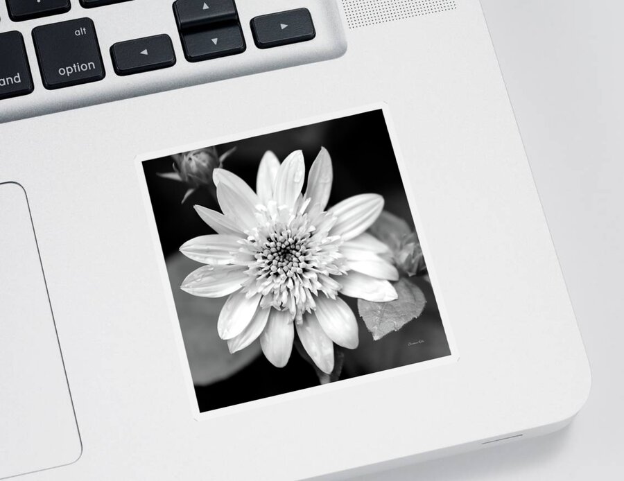 Black And White Flower Sticker featuring the photograph Coreopsis Flower Black and White by Christina Rollo