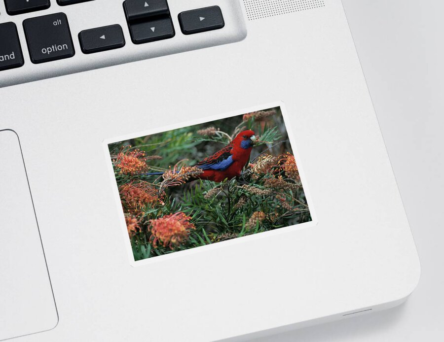 Animal Sticker featuring the photograph Crimson Rosella On Tree Platycercus by Nhpa