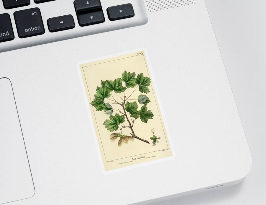 Currant Leaved Maple Sticker featuring the drawing Currant Leaved Maple by Unknown
