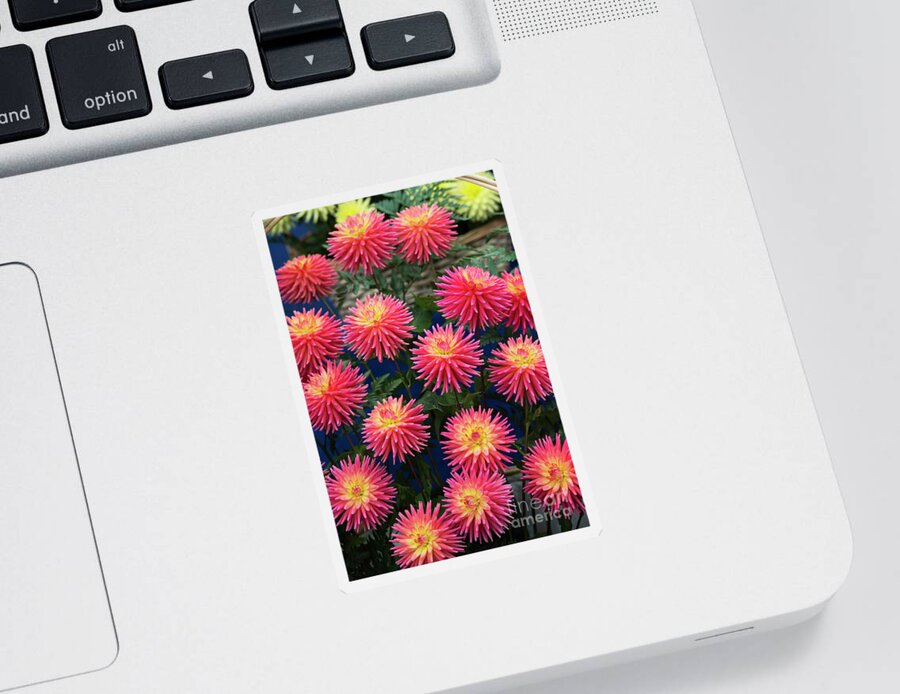 Dahlias Sticker featuring the photograph Dahlia Ryecroft Pixie Flowers by Tim Gainey
