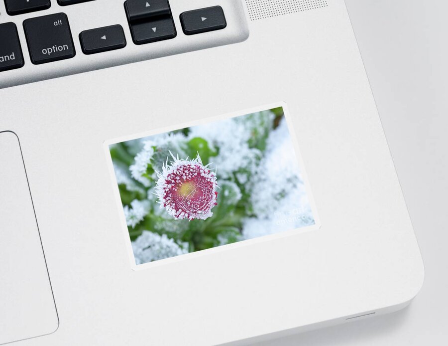 Frozen Sticker featuring the photograph Daisy frozen in winter garden by Simon Bratt