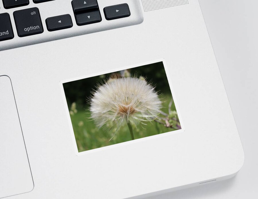 Dandelion Head Sticker featuring the photograph Dandelion head close up by Martin Smith