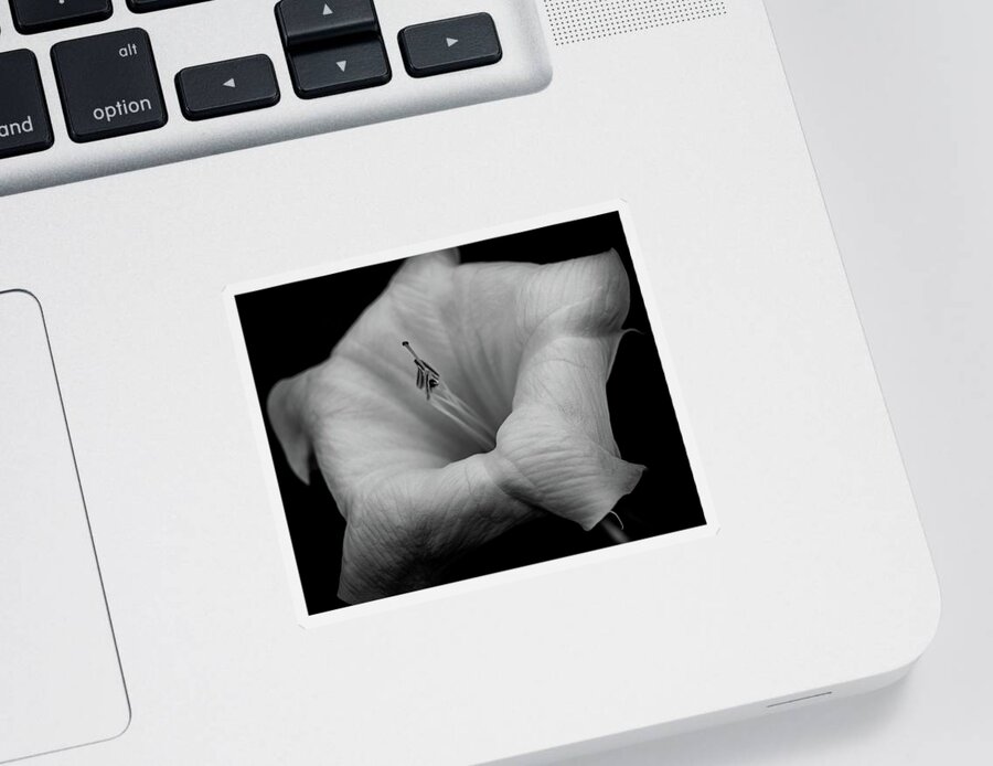 Datura Sticker featuring the photograph Datura in black and white by Alessandra RC