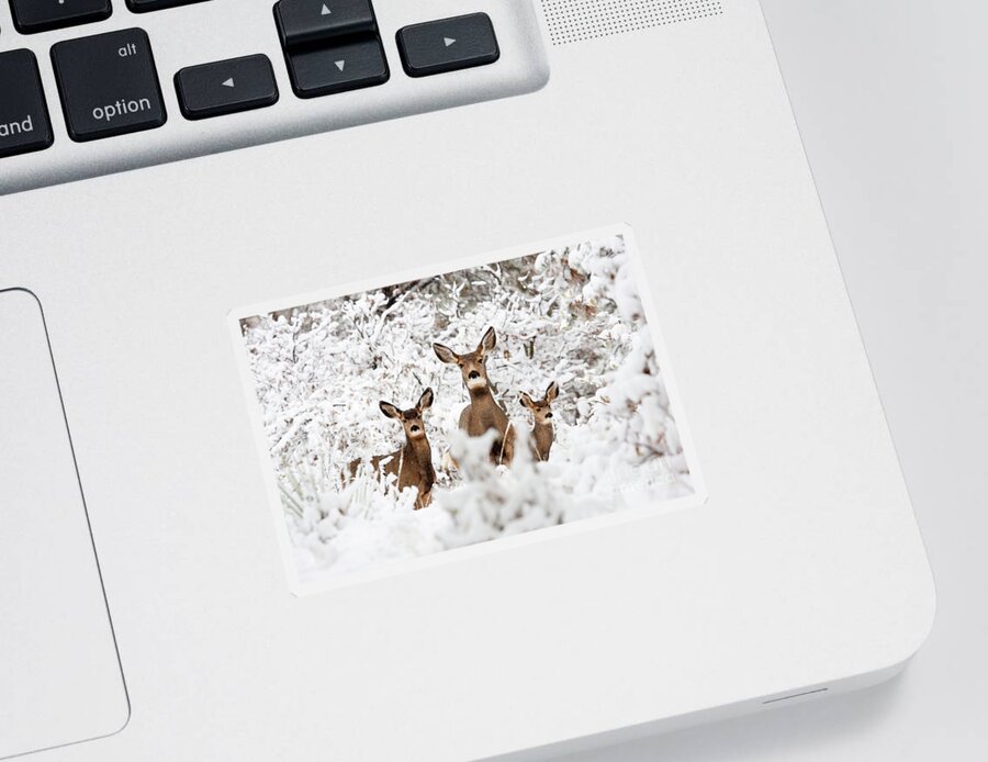Deer Sticker featuring the photograph Doe Mule Deer in Snow by Steven Krull