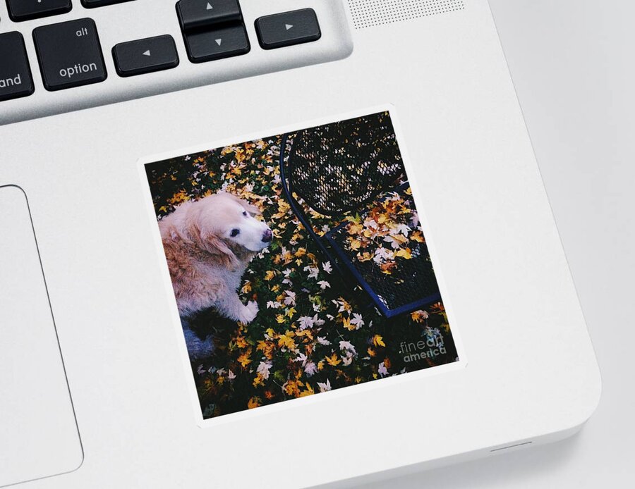 Animal Sticker featuring the photograph Dogs and the Sesons of Life by Frank J Casella