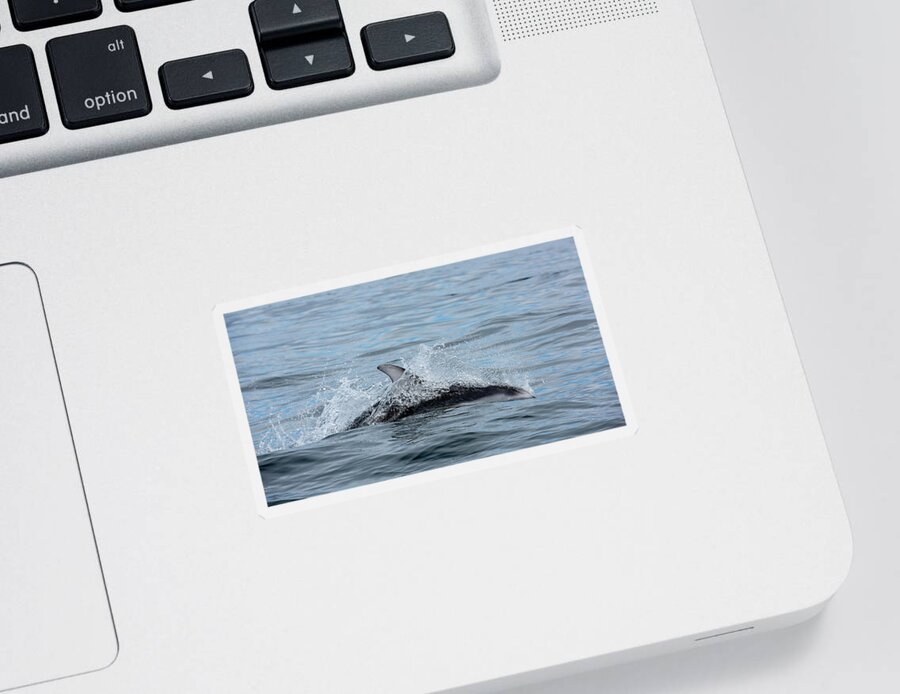 White Sticker featuring the photograph Dolphin by Canadart -