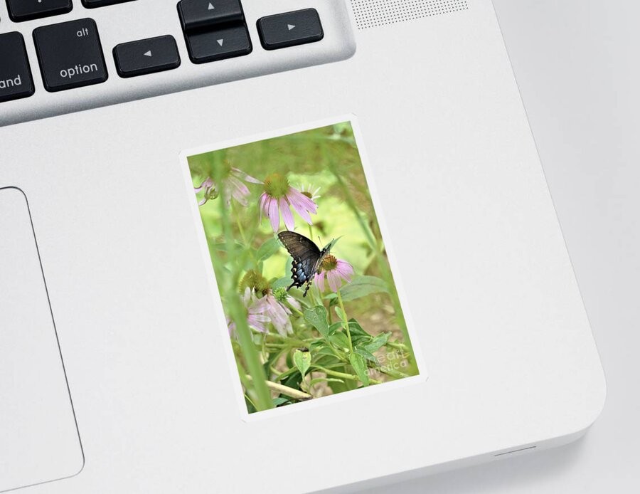 Black Swallowtail Sticker featuring the photograph Down Under by Merle Grenz