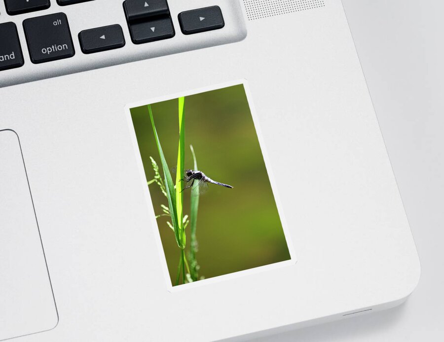Dragonfly Sticker featuring the photograph Dragonfly by Christina Rollo