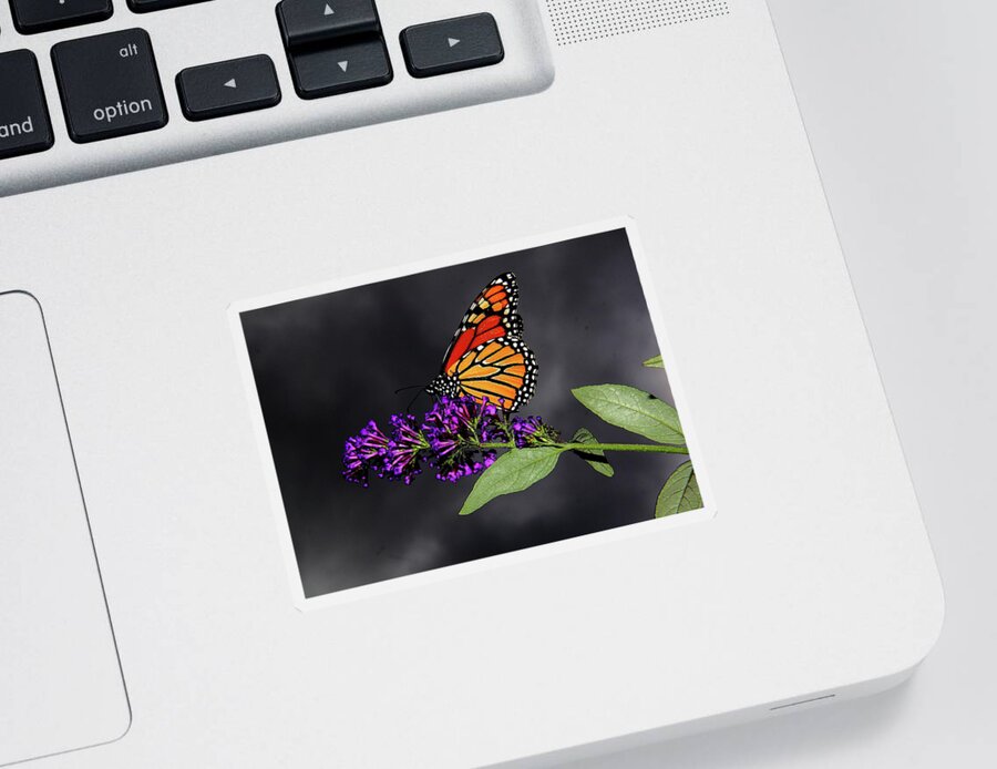  Butterfly Sticker featuring the photograph Drink Deeply of This Moment by Allen Nice-Webb