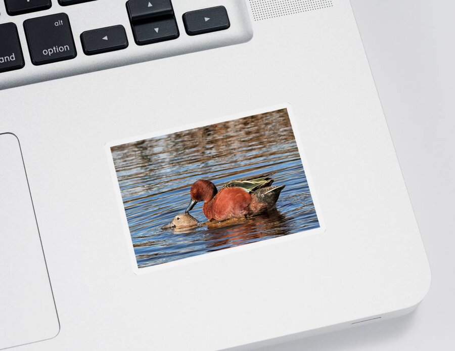Cinnamon Teal Sticker featuring the photograph Ducky Delight by Kathleen Bishop