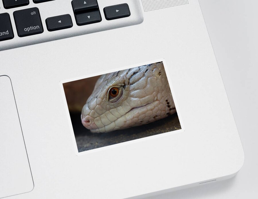 Skink Sticker featuring the photograph Eastern Blue Tongued Skink by Steev Stamford