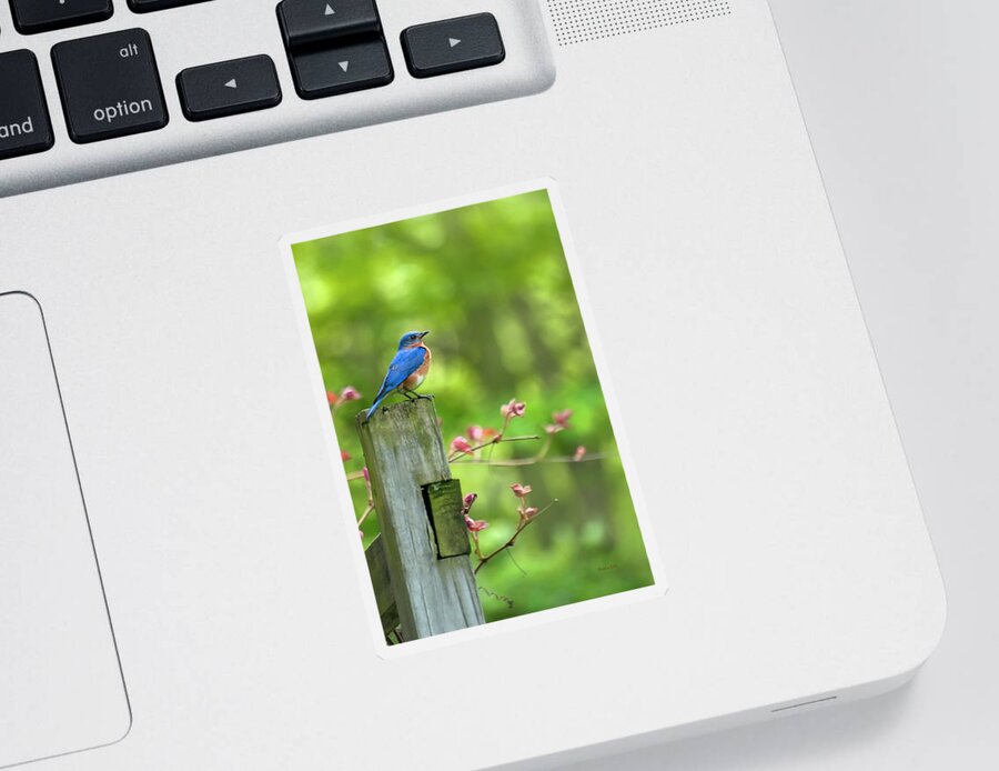 Bluebird Sticker featuring the photograph Eastern Bluebird by Christina Rollo