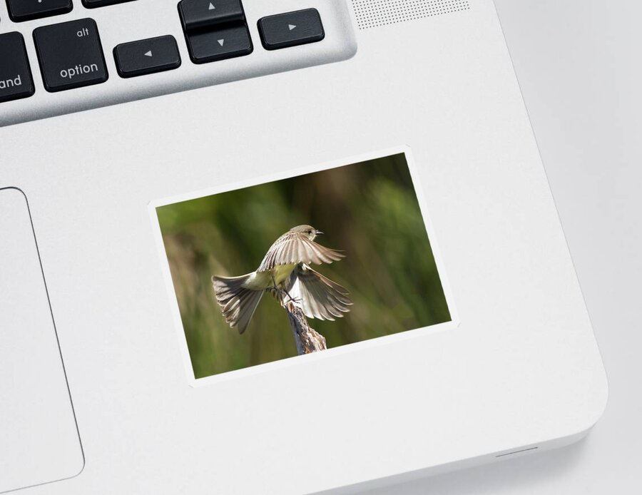 Phoebe Sticker featuring the photograph Eastern Phoebe by Paul Rebmann