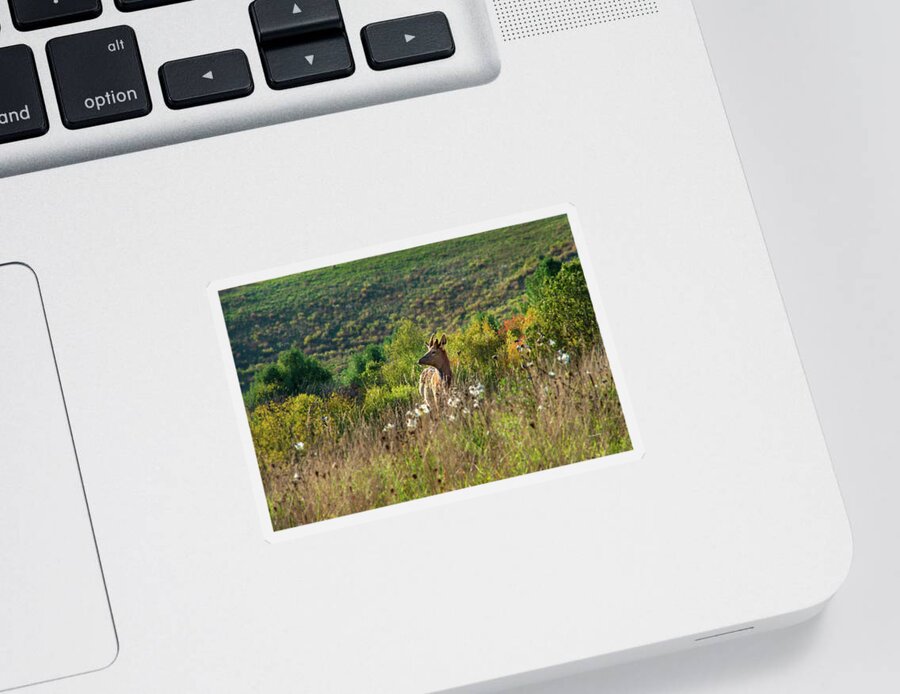 Elk Sticker featuring the photograph Elk In Fall Field by Christina Rollo