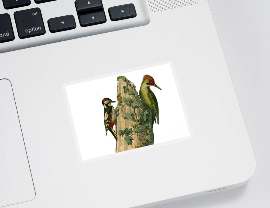 Epeiche And The Green Woodpecker Sticker For Sale By European School