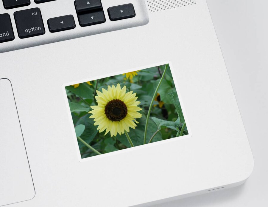 Exclusive Sunflowers Sticker featuring the photograph Exclusive Sunflower by Ee Photography