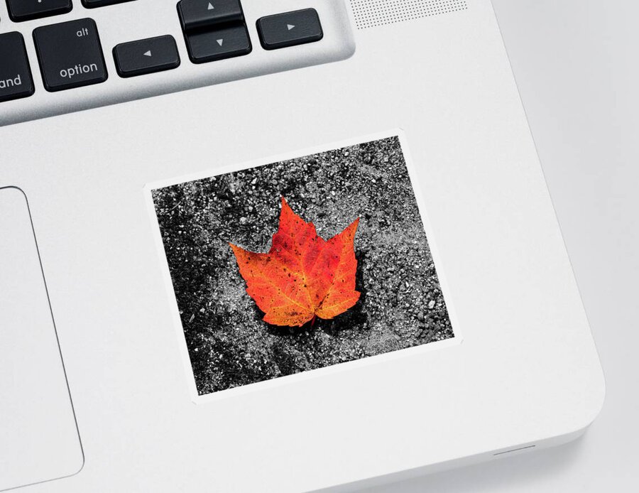 Foliage Sticker featuring the photograph Fall Foliage Orange Red Maple Leaf in a Rivulet by William Dickman