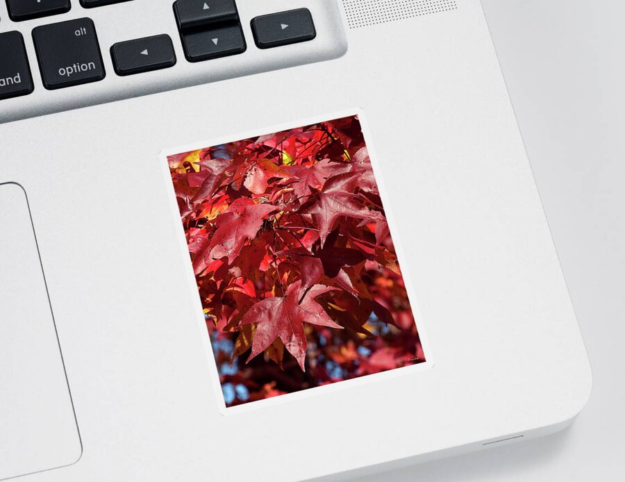 Sweetgum Family Sticker featuring the photograph Fall Sweetgum Leaves DF005 by Gerry Gantt