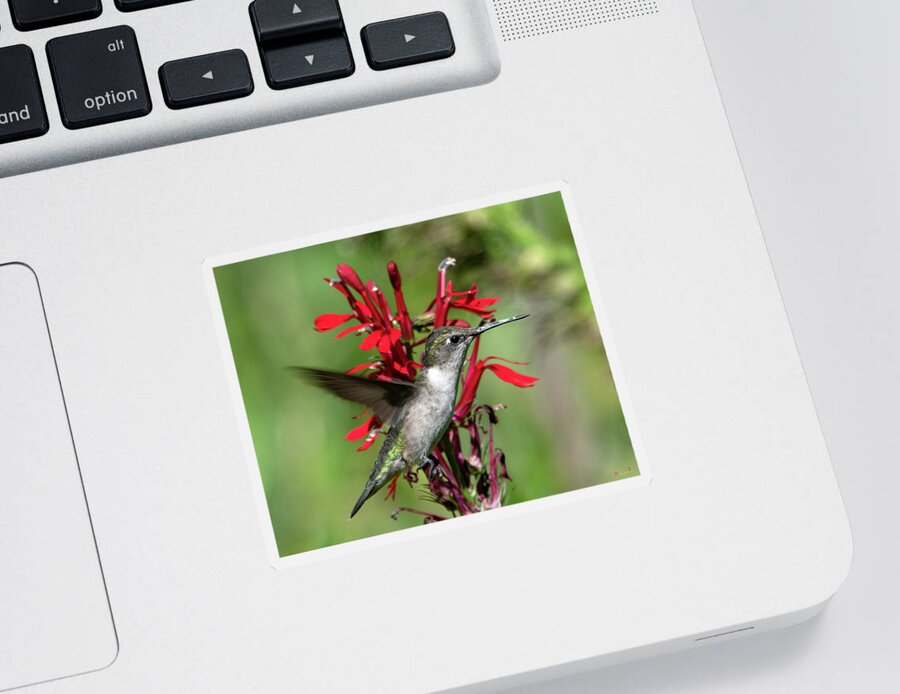 Nature Sticker featuring the photograph Female Ruby-throated Hummingbird DSB0325 by Gerry Gantt