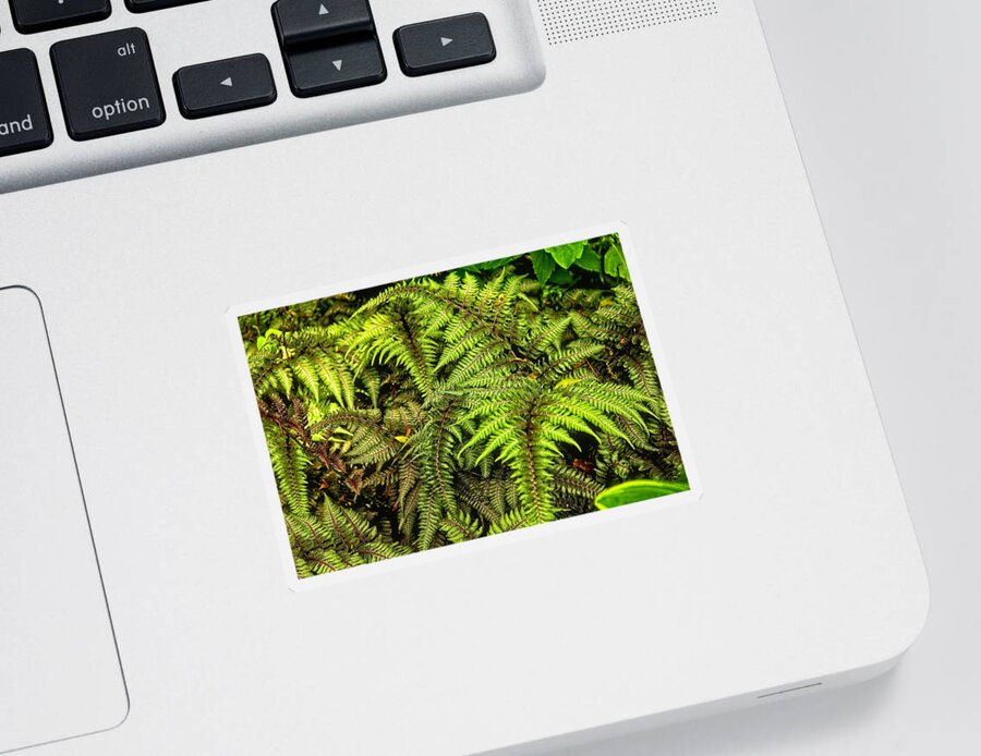 Fern Sticker featuring the photograph Ferns by Allen Nice-Webb