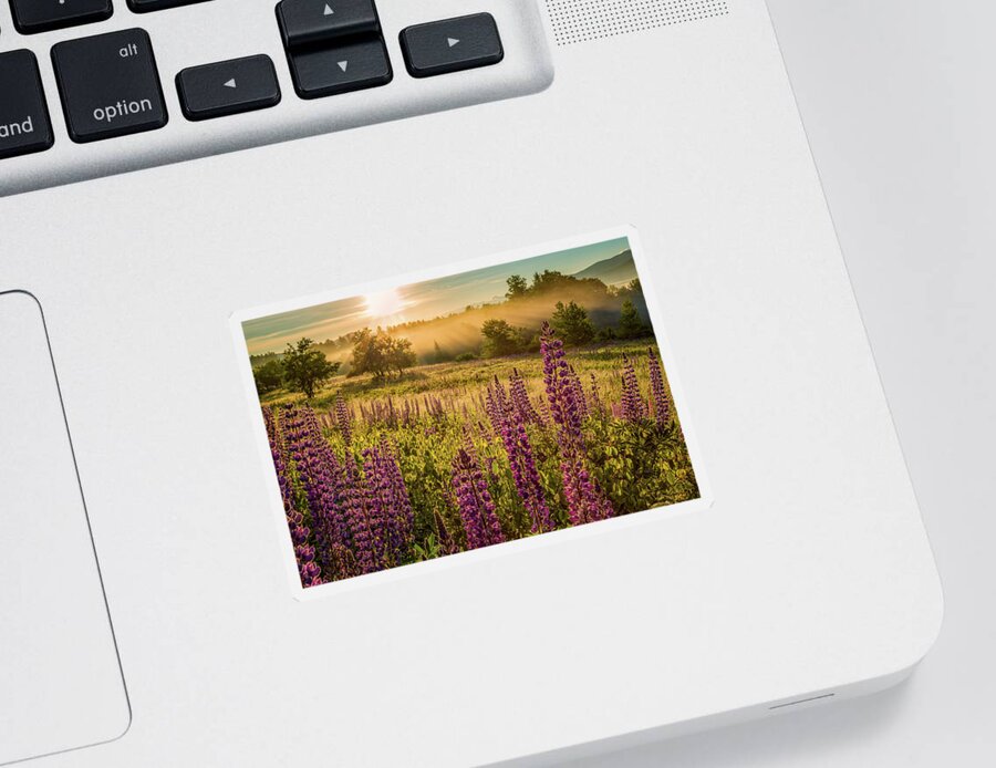 Amazing New England Artworks Sticker featuring the photograph Fields Of Lupine by Jeff Sinon